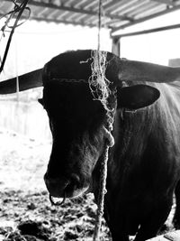 Close-up of cow