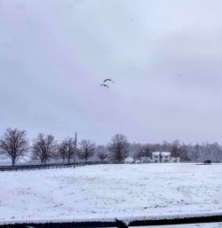 Birds flying over snow covered landscape
