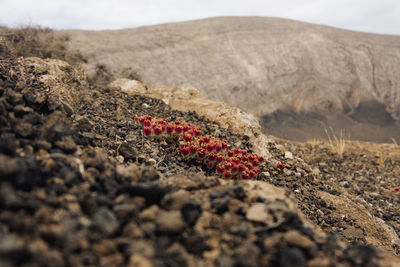 Close-up of plant on a volcano