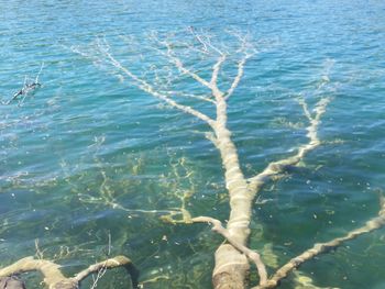 Reflection of trees in water