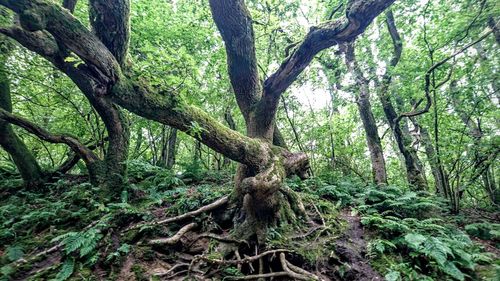 Trees in forest