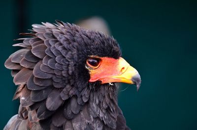 Close-up of eagle