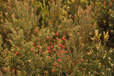 Close-up of red flowering plants on field