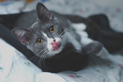 Close-up portrait of a black cat