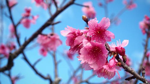 Low angle view of pink flowers blooming against sky