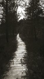 Road amidst trees in forest