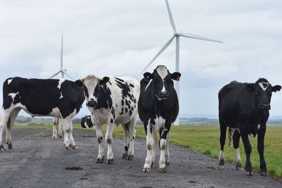 Cows standing in a field