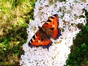 Close-up of butterfly pollinating on white flower