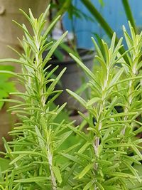 Close-up of fresh green plant