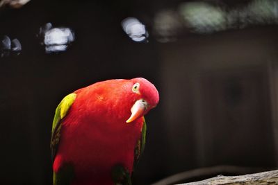 Portrait of chattering lory isolated over black background