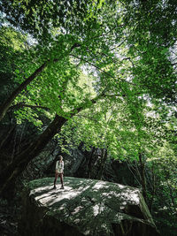 Man standing by tree in forest