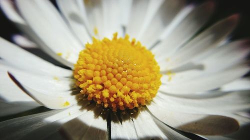 Close-up of daisy flower