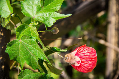 Close up of red leaves