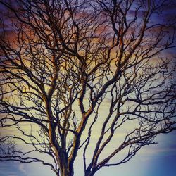 Low angle view of silhouette bare tree against sky