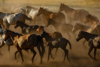 View of horses running on field