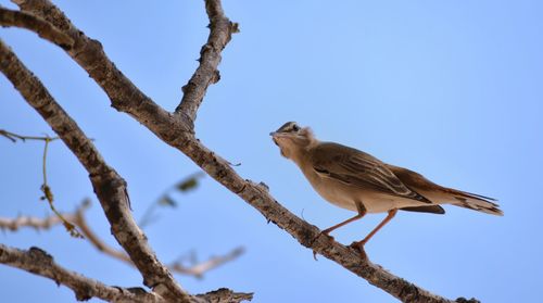 Low angle view of bird perching on tree against clear sky