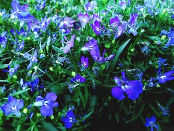 Close-up of purple flowers