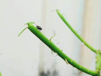 Close-up of damselfly on plant