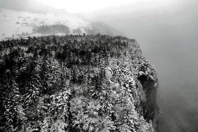 Pine trees in forest during winter