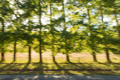 Trees in forest