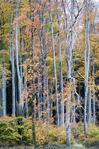 Trees in forest