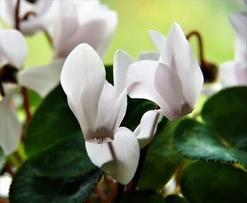 Close-up of white flowers blooming outdoors