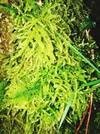 Close-up of fresh green plants