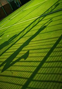 Close-up of palm leaf