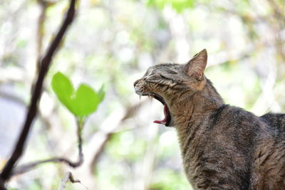 Close-up of a cat looking away