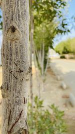 Close-up of tree trunk