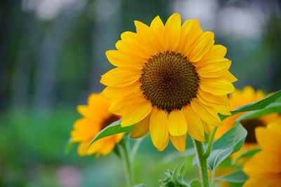 Close-up of sunflower