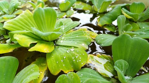Close-up of water drops on plant