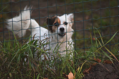Close-up of dog in grass