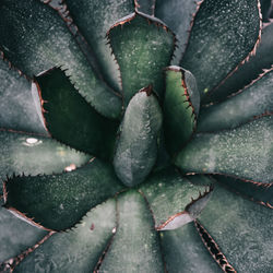 Full frame shot of succulent plant