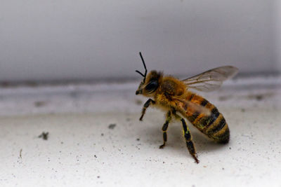 Close-up of bee