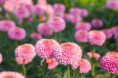 Close-up of pink flowering plants