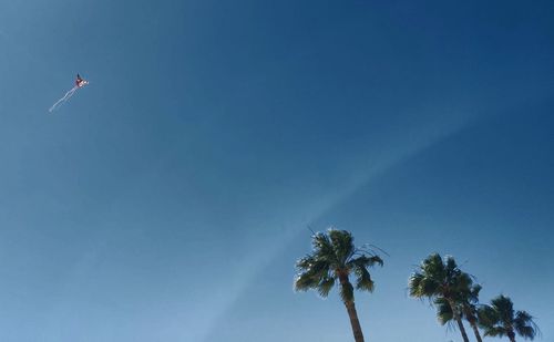 Low angle view of coconut palm trees against blue sky