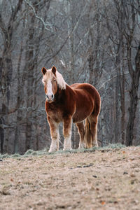 Portrait of horse in a forest