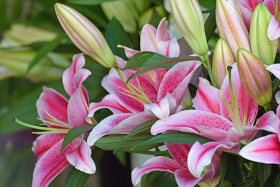 Close-up of pink flowering plant