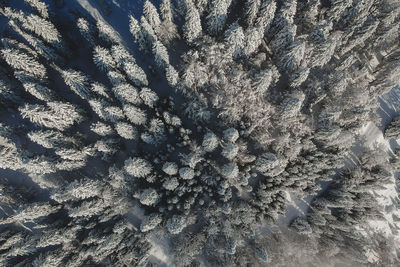 Full frame shot of trees during winter