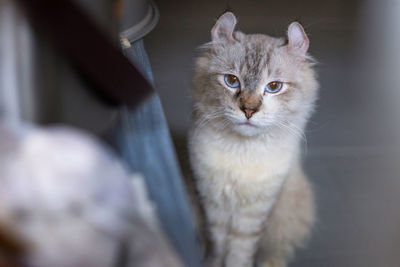 Close-up of cat
