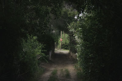 Footpath amidst trees in forest