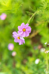 Close-up of pink flower on plant