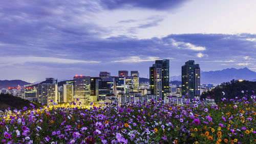 Purple flowering plants by buildings against sky