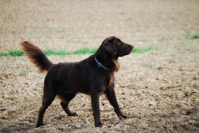 Dog looking away