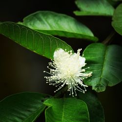 Close-up of white flowering plant