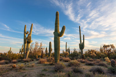 Scenic sonoran desert landscape with saguaro cacti in phoenix, arizona