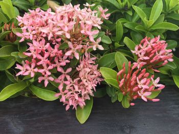 Close-up of pink flowering plants