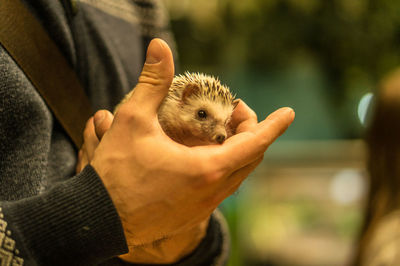 Midsection of man holding hedgehog