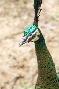 Close-up of peacock